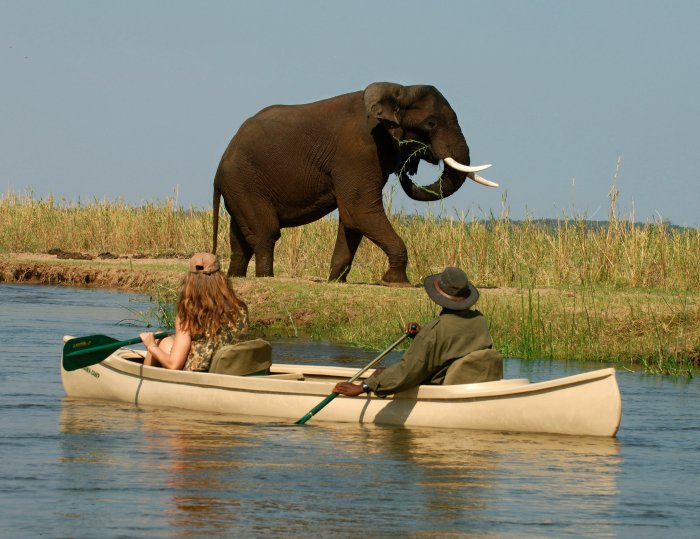 Why You Should Skip Animal Interaction on your Southern African Safari