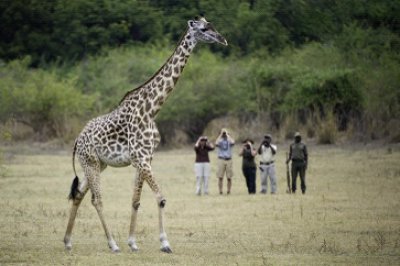 Zambia - Unique Animals