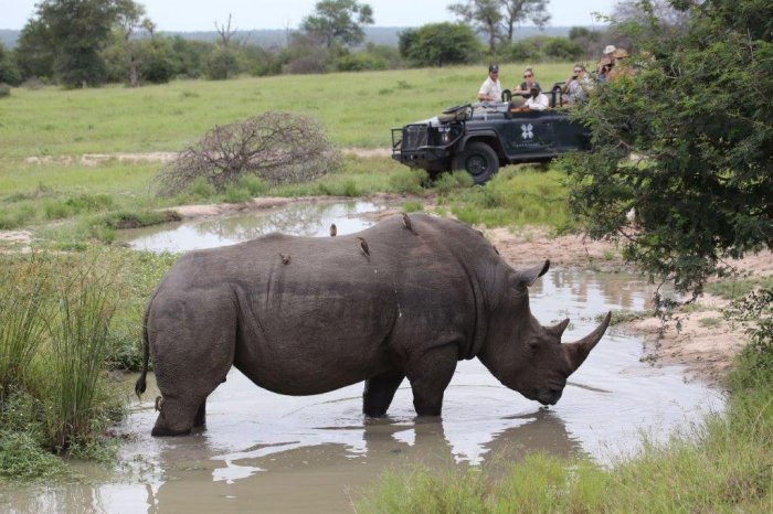 A Sabi Sands Safari is a Luxury for the Whole Family