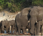 Photographic Safari