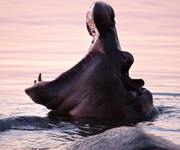 Luxury Botswana Safari