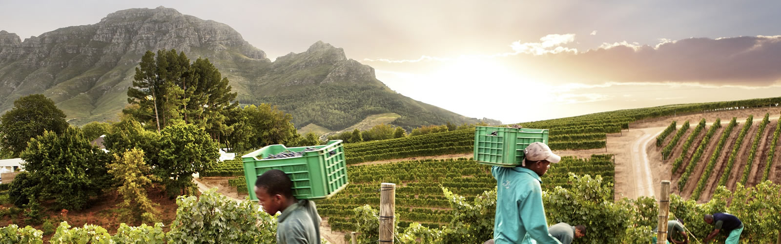 Delaire Graff Estate's Harvest